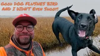 Lesson on How to Make Dog Sad: Good Dog Flushes Pheasant and I Didn't Even Shoot
