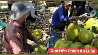 Lần đầu tiên nhận vườn Mít Thái tự tay cắt quá hên chỉ bị non có 1 trái mít 