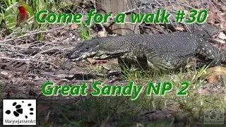 Wildlife and Wildflowers of Great Sandy NP 2 - Come for a walk in the Australian Bush Series #30