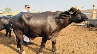 Beautiful High Milking Buffaloes || Ibrahim Dairy Farm || Pak Buffalo Tv 