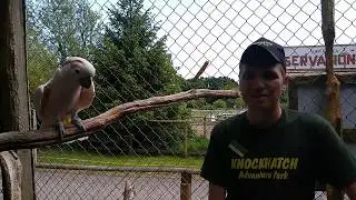 Meet Barney the Moluccan Cockatoo at Knockhatch Adventure Park