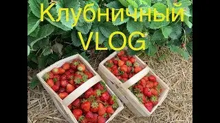 СОБИРАЕМ КЛУБНИКУ НА ПОЛЕ, ПОКУПКИ  ИЗ MULLER и H&M