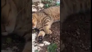 постиг дзен #cat #cats