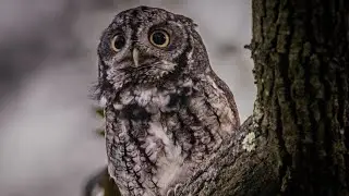Gray Morph Screech Owl Documentary #subscribe #cityscape #glow 4K Ultra HD Beautiful scene