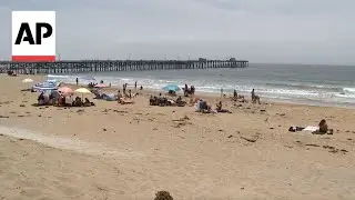 Southern California beach closed for holiday after shark bumps surfer off his board