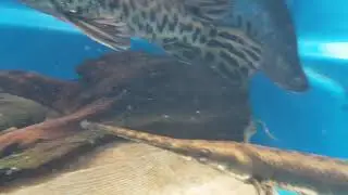 Engorda Atractosteus Spatula e Longnose Gar