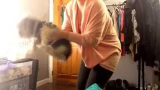 Hydrocephalus dog / blind / anxiety