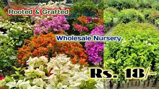 BOUGENVILLA SALE | CUTTINGS AND ROOTED AVAILABLE | PLANT NURSERY KOLKATA 