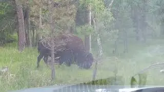 A second Bison on Wildlife Loop