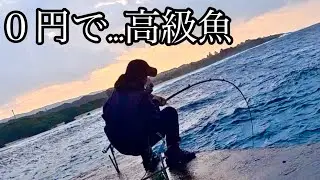 餌代無料で高級魚を狙うと…入れ食い！