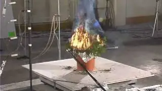 Chinese Juniper (Juniperus chinensis) - High Flammability shrub.