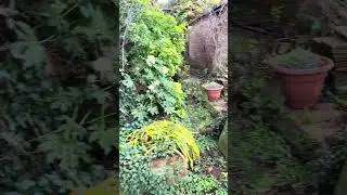 Quick tour of our garden, planning the self sufficiency dream 