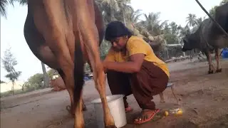 பால் கரத்தல் முறை