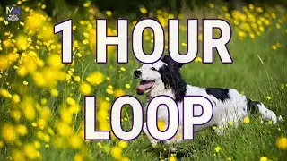 SPRING IN MY STEP &mdash; SILENT PARTNER｜SPRING IN MY STEP ★ 1 HOUR LOOP NO COPYRIGHT MUSIC POP HAPPY