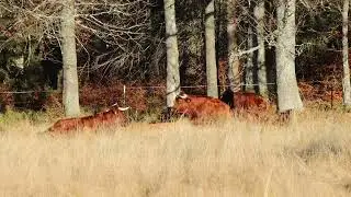 Wildnis-