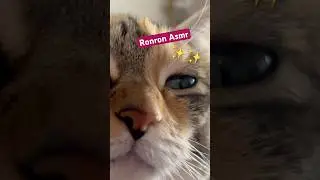 Plus d&rsquo;1 minute de ronron 😻 #asmr #ronron #cat