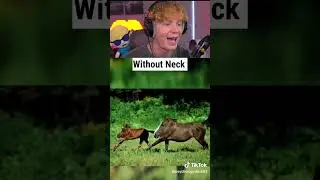 How Animals Look Without Necks! 😱