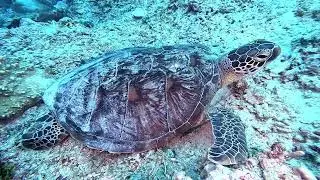 BALI SCUBA DIVING - MENO SLOPE - MANTA DIVE - SpiritDiver 2024