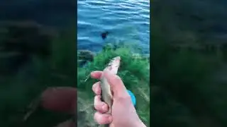 mr.fish🙃