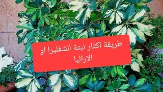 كيفية اكثارنبتة الشفليرا اوالاراليا بسهولة في التربة How to propagate a Schefflera plant in the soil