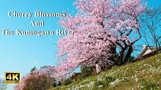 鴨川の桜 : Cherry Blossom And The Kamo River 【Kyoto】