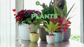 Harshdeep Planters are in a league of their own. #harshdeepindia #home #planterproduction #garden