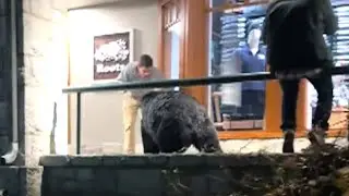 Man gets dangerously close to bear in Whistler Village