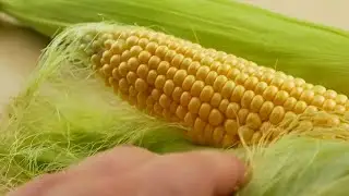 Yellow Corn Stock Video