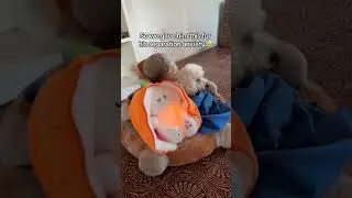 &ldquo;I Tried a Breathing Plushie for Anxiety & Sleep 🧸💤 | Does It Really Work?