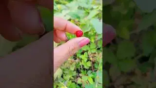 Little MINI Strawberry 🍓 #uniquefruits