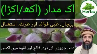 Benefits of Aak Madar | Aak Madar ke Fayde | آک مدار کے فائدے | Hakeem Zia ur Rehman
