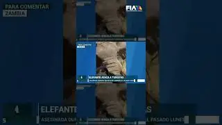 &iexcl;Tragedia en #Zambia! Elefante ataca a excursionistas en tour; una mujer de 80 a&ntilde;os perdi&oacute; la vida.