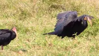 Aves de Venezuela - Ave de Barinas - Tarotaro - Cercibis oxycerca