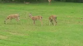Deer 2 #forestdeer #fawn #wildlife #deerwatching #deer #outdoors