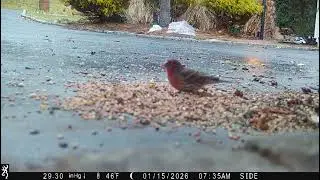 Finch and Sparrow Feeding