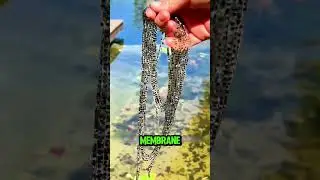 Frog vs  Toad Egg Mystery