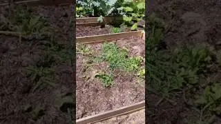 July Homestead Garden in Central Ohio