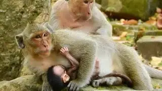 Update monkey DeeDee situation after Dolly absent, Monkey DeeDee missing monkey Dolly, monkey DD