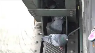 Feral pigeons use a cavity in a bridge construction for nesting / Tauben nisten in einer Br&uuml;cke