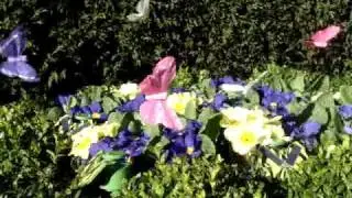 solar fluttering butterfly
