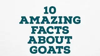 10 AMAZING FACTS ABOUT GOATS