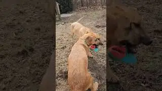 Adopt Ace & Leo