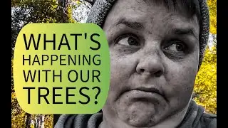 What's happening with our trees - Pine Beetle search