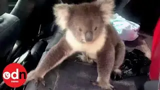 Cute Koala climbs into air-conditioned car and refuses to leave