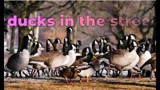 ducks in the street #Ducks#Canards