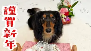 【2026年お正月】おせちを理解した食いしん坊な愛犬🐕💕🎍　#ミニチュアダックスフンド #dog #ワンコ #かわいい犬 #dachshund #ダックス  #cutedog #お正月 #謹賀新年