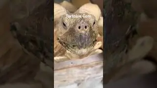 Tortoise Core #animalshorts #animals #cuteanimals #tortoise #tortoises #turtle #turtles