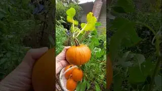 #pumpkinharvest #shorts #harvest #urbangardening