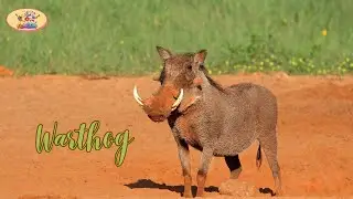 Meet the Warthog!  Fun Facts for Kids