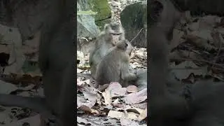 Monkey   Gladdis Lna #Julina # Lucy# Liby #Prengnant# Briananna #Brianda #Baby#monkey#